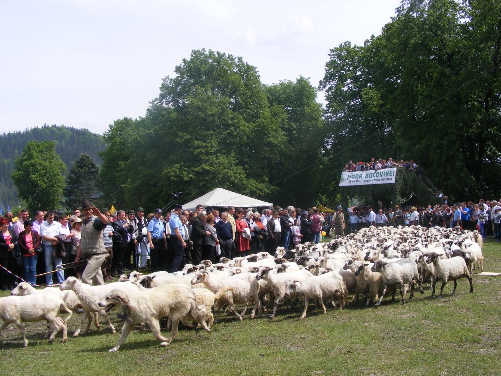 oi la Hora Bucovinei 2014